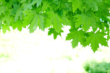 Fototapeta na wymiar Fresh green maple leaves background with daylight.