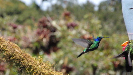 Lesser violetear (Colibri Cyanotus) hummingbird in flight at the Paraiso Quetzal Lodge in the cloud...