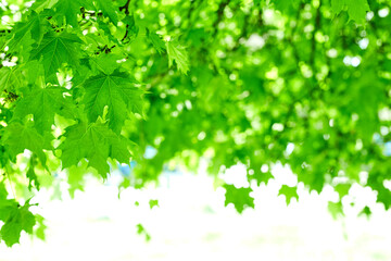 Fototapeta na wymiar Fresh green maple leaves background with daylight.