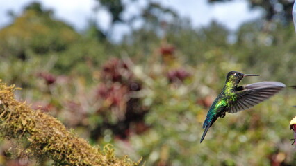Fiery-throated hummingbird (Panterpe insignis) in flight at the Paraiso Quetzal Lodge in the cloud forest outside San Jose, Costa Rica