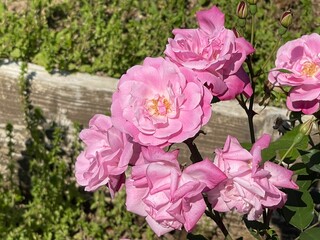 Obraz premium Flower