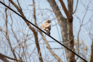 A falcon perched on a power line
