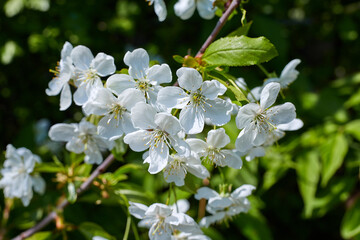 Beautiful blooming apple trees in spring park close up