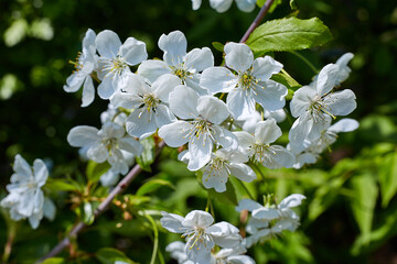 Beautiful blooming apple trees in spring park close up