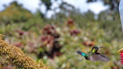 Fiery-throated hummingbird (Panterpe insignis) in flight at the Paraiso Quetzal Lodge in the cloud forest outside San Jose, Costa Rica