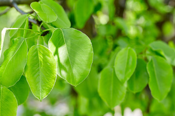 Green leaves border with copy space