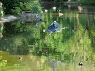 heron reflecting in the water