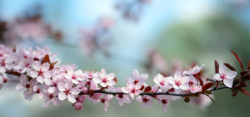 Spring flowering trees with white pink flowers in the garden against the blue sky. Spring background banner