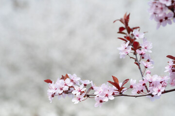 Spring flowering trees with white pink flowers in the garden. Spring background