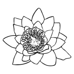 Water lily flower sketch. Doodle water lily sketch. Simple hand drawing of a flower. Black outline. Vector illustration.