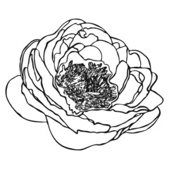 Peony flower sketch. Doodle peony sketch. Simple hand drawing of a flower. Black outline. Vector illustration.