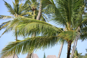 Tropical coconut palm leafs against blue sky and sun light