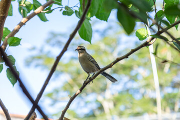  Mimus saturninus. Um pássaro empoleirado em um galho de uma árvore frondosa.