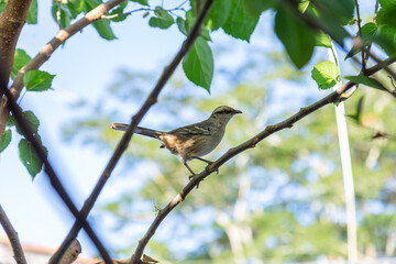  Mimus saturninus. Um pássaro empoleirado em um galho de uma árvore frondosa.