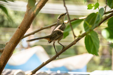  Mimus saturninus. Um pássaro empoleirado em um galho de uma árvore frondosa.