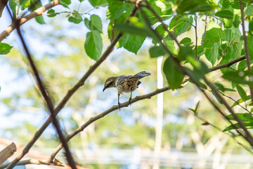  Mimus saturninus. Um pássaro empoleirado em um galho de uma árvore frondosa.