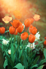 orange tulips in the garden