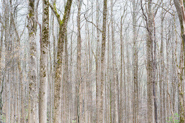 Old growth forest in spring, Great Smoky Mountains National Park, Tennessee