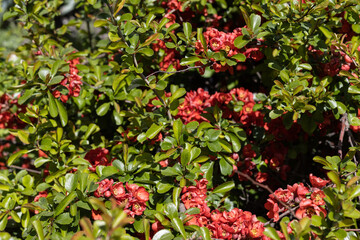 Obraz premium Purple mexican petunia beautiful blooming flower green leaf background. High quality photo