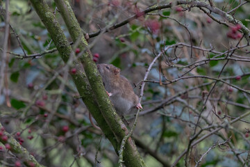 Tree Climbing Rat