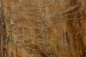 Old tree with traces of damage from bark beetle
