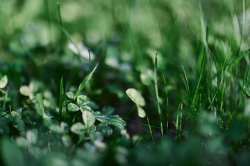 Green grass botany and nature landscaping for the home area, landscaping and taking care of nature...
