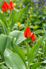 Fototapeta premium Tulips with red buds on a flower bed in the park closeup