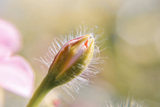 Macro de pequeña flor cerrada, buttercup, Melastomataceae