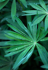 Fototapeta premium green leaves with water drops close-up