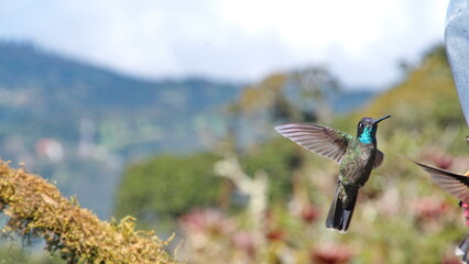 Talamanca hummingbird (Eugenes spectabilis) in flight at the Paraiso Quetzal Lodge in the cloud forest outside San Jose, Costa Rica