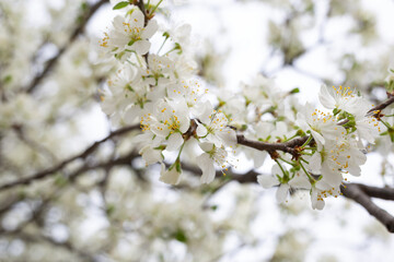 white delicate spring flowers on a large tree