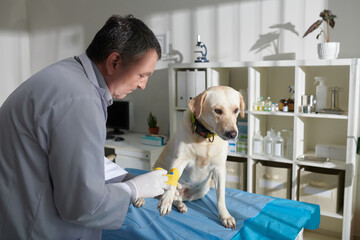 Veterinarian applying vetwrap around temporary catheter in leg of dog to maintain pressure over the site.