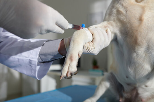 Process of veterinarian doing canine cephalic vein blood collection