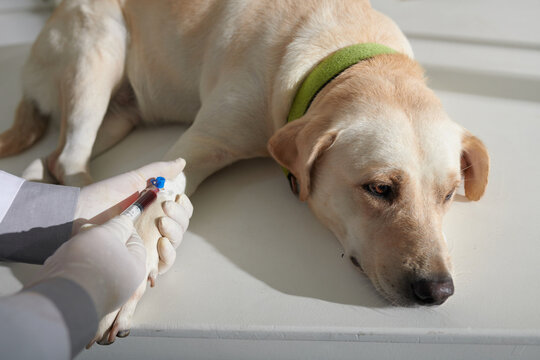 Sad dog waiting when doctor taking small blood samples from leg of labrador dog