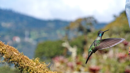 Talamanca hummingbird (Eugenes spectabilis) in flight at the Paraiso Quetzal Lodge in the cloud forest outside San Jose, Costa Rica