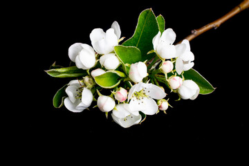 white apple blossoms on a black isolated background