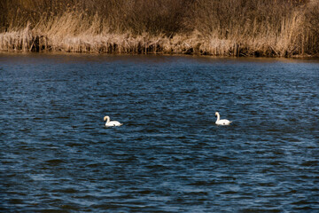 swans on the lake with ducks