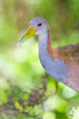 A giant wood-rail portrait. Closeup view at eye level. Ibera wetlands, Argentina.