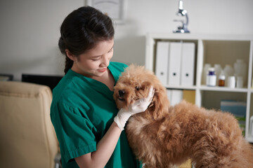 Veterinary nurse in medical gloves playing with fluffy little dog