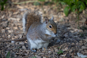Grey Squirrel