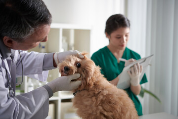 Veterinarian checking eyes of small fluffy dog on table in animal hospital - obrazy, fototapety, plakaty