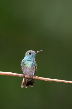 Un hermoso picaflor esmeralda posando sobre una rama en las cataratas del Iguazu, Misiones, Argentina.
