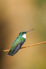 An amazing White-throated Hummingbird, vertical composition, brown defocused background