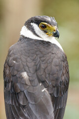 A Collared Forest-Falcon portrait, subtropical rainforest od South America.
