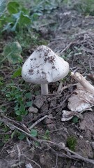 Pilze im Feld. Waldpilze. Grünes Gras im Hintergrund. Der Hut ist von Grund auf dreckig. Leckeres Proteingericht. Veganer und Vegetarier nutzen sie als Fleischersatz. Gesunde Ernährungszutaten.