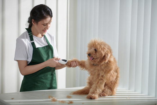 Smiling female groomer cutting fur on paws of adorable small dog
