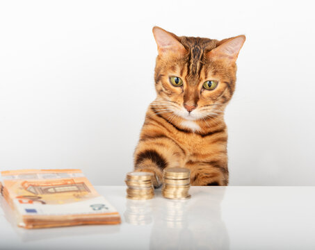 Domestic cat looks not at the money on the table