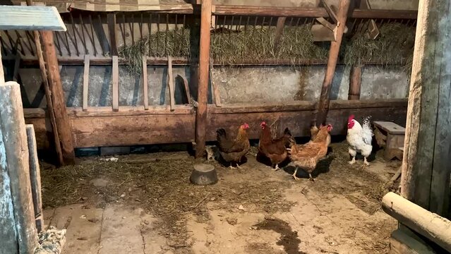 Wooden old chicken coop. Video.