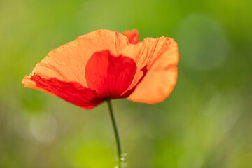 Amapola (Papaver rhoeas) en una mañana soleada