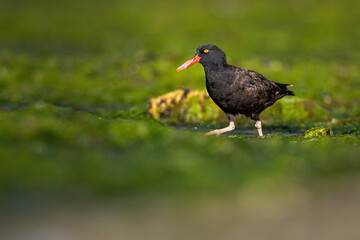 Un ostrero negro caminando entre algas en la costa patagonica de argentina. Provincia de Santa Cruz. Punto de vista bajo con teleobjetivo. Colores saturados.